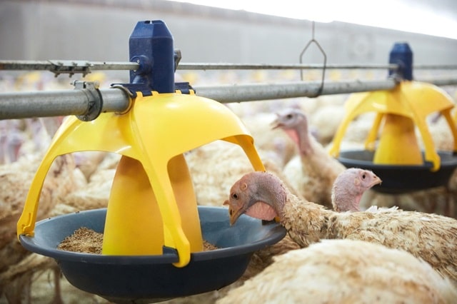 Системы автоматического кормления птицы: виды, особенности, как подобрать - фото2