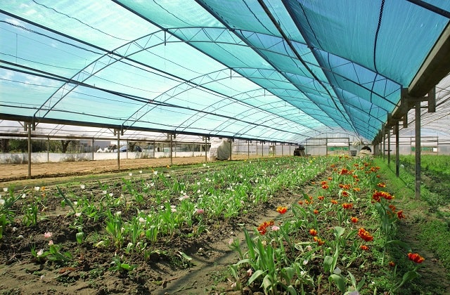 Зачем нужна затеняющая сетка для растений и как ее выбрать - фото2 Зачем нужна затеняющая сетка для растений и как ее выбрать - фото2