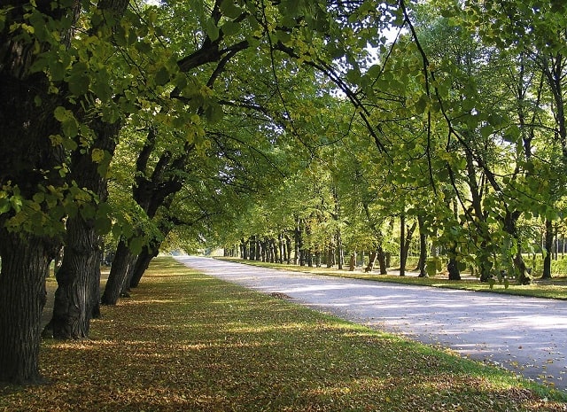 Чем знаменито Закарпатье: что посмотреть, куда съездить - фото5 Чем знаменито Закарпатье: что посмотреть, куда съездить - фото5