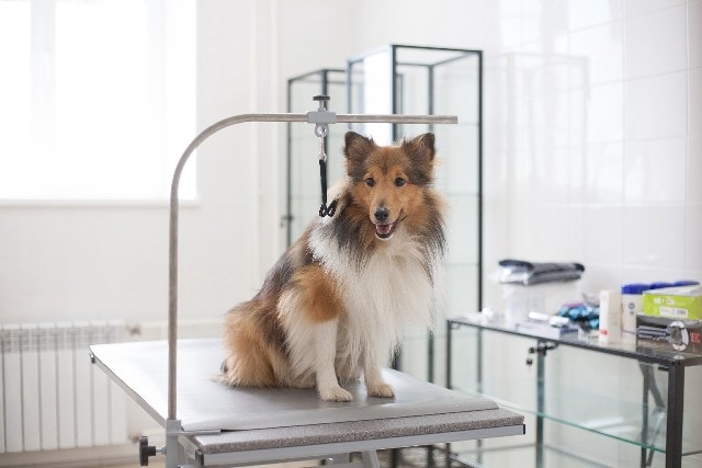 Ветеринарное оборудование и инструменты - фото1