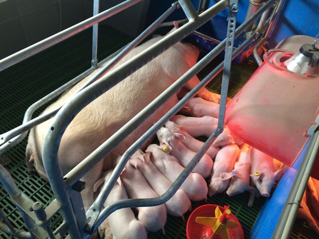 Ветеринарное оборудование и инструменты - фото2