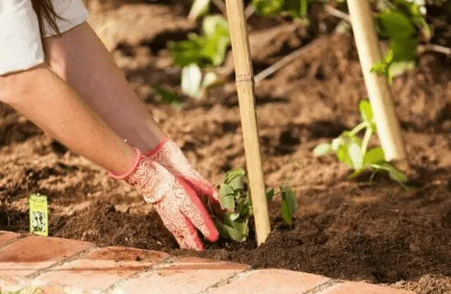 Какую функцию выполняют бамбуковые опоры для растений - фото2