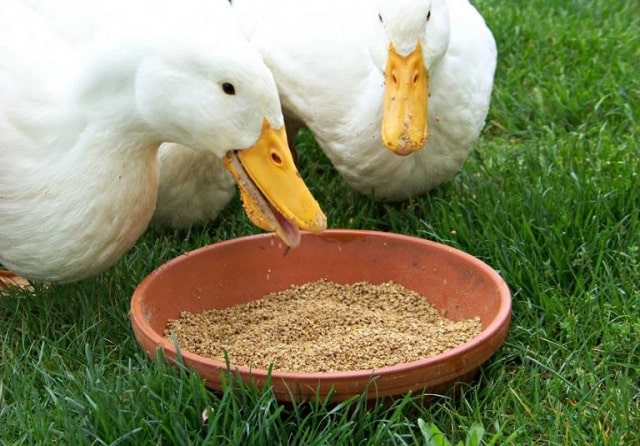 Чем кормить домашних уток: потребности в питании и полезные советы - фото1