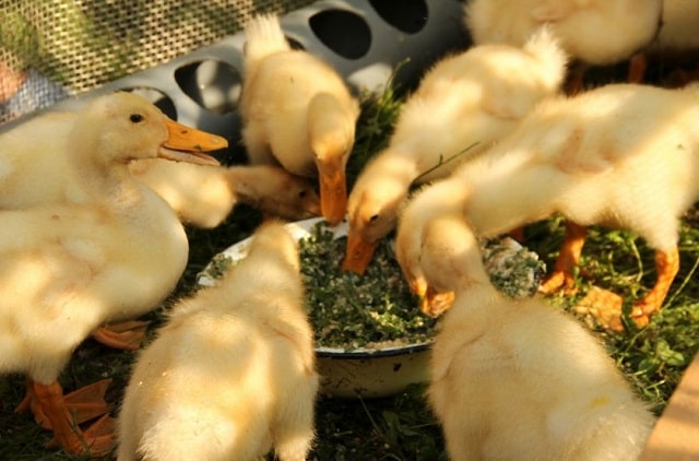 Чем кормить домашних уток: потребности в питании и полезные советы - фото3