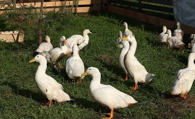 Чем кормить домашних уток: потребности в питании и полезные советы - фото4