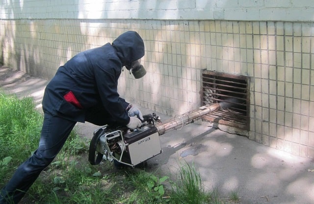 Дератизация: что это такое, особенности, как проводится - фото2 Дератизация: что это такое, особенности, как проводится - фото2