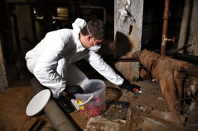 Дератизация: что это такое, особенности, как проводится - фото4 Дератизация: что это такое, особенности, как проводится - фото4