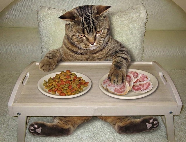 Як годувати кішку після стерилізації: поради ветеринарів - фото1