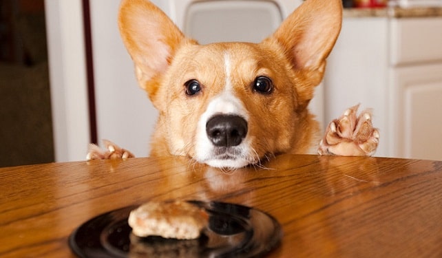 Как кормить щенка Корги: советы специалистов - фото1