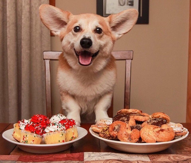 Как кормить щенка Корги: советы специалистов - фото2