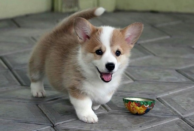 Как кормить щенка Корги: советы специалистов - фото3