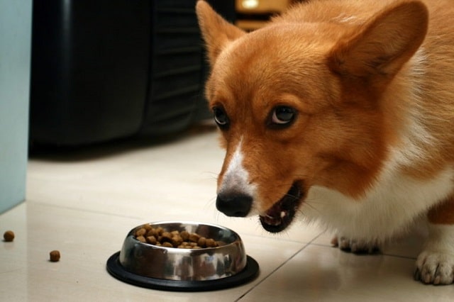 Как кормить щенка Корги: советы специалистов - фото4
