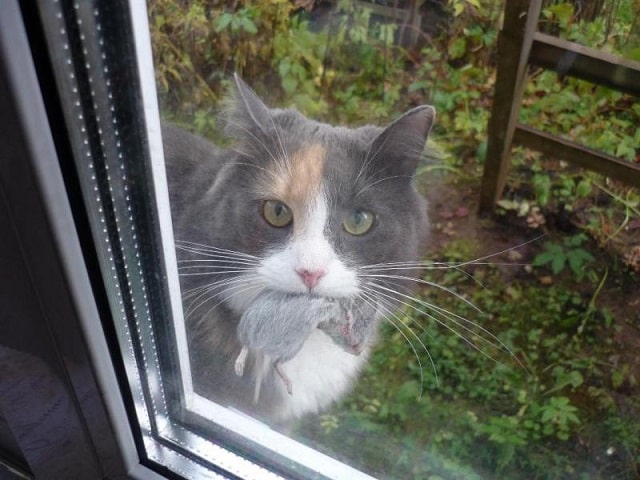 Как отучить кота от вредных привычек с помощью искусственного интеллекта - фото1