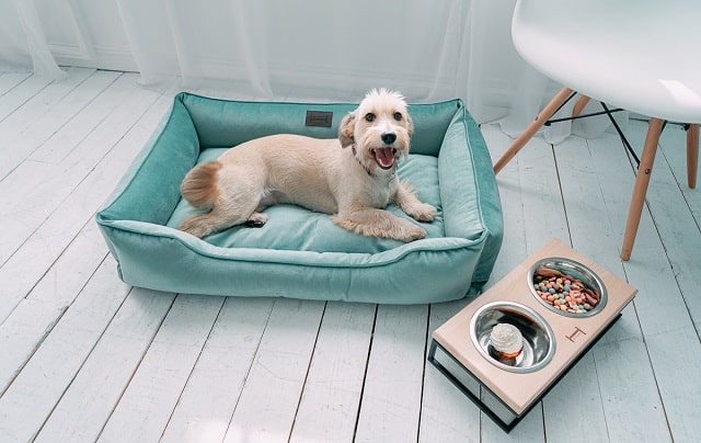 Какими бывают лежаки для собаки и как его правильно выбрать - фото1 Какими бывают лежаки для собаки и как его правильно выбрать - фото1