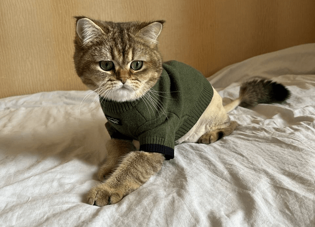 Камені у нирках у кішок: симптоми, лікування - фото1