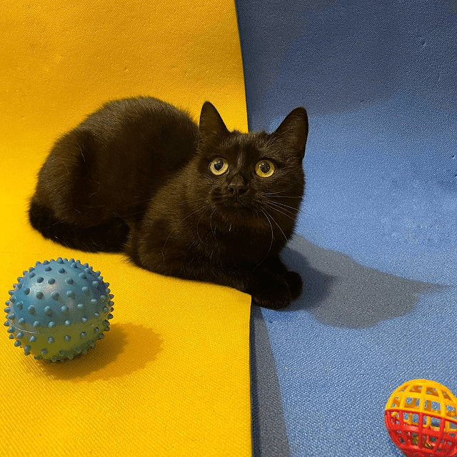 Камені у нирках у кішок: симптоми, лікування - фото2