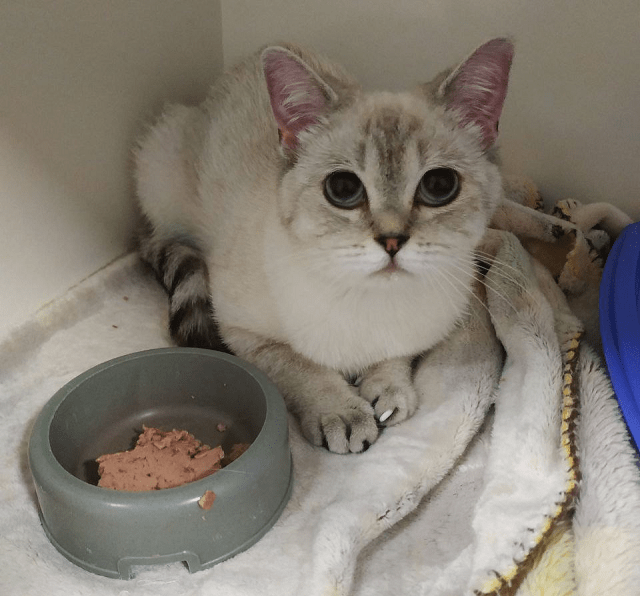 Камені у нирках у кішок: симптоми, лікування - фото3