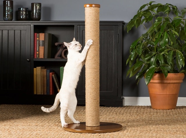 Когтеточка для кошек: почему она важна, виды и как выбрать - фото1