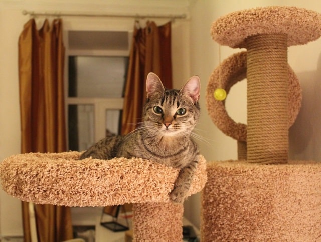 Когтеточка для кошек: почему она важна, виды и как выбрать - фото4