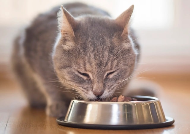 Корм для кошек: на что обращать внимание при выборе - фото