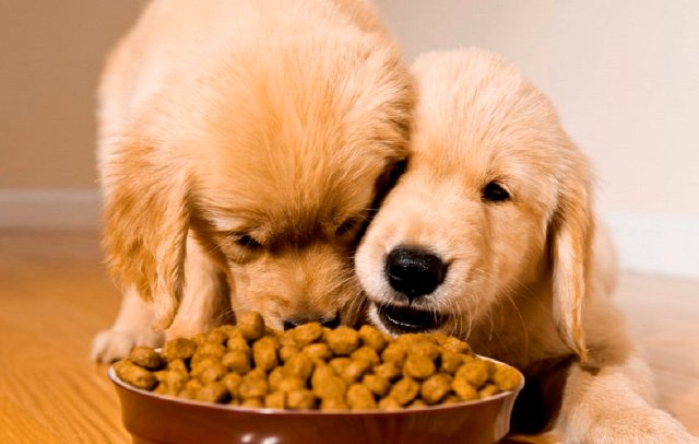 Корм для собак: виды и отличия, как выбрать - фото4