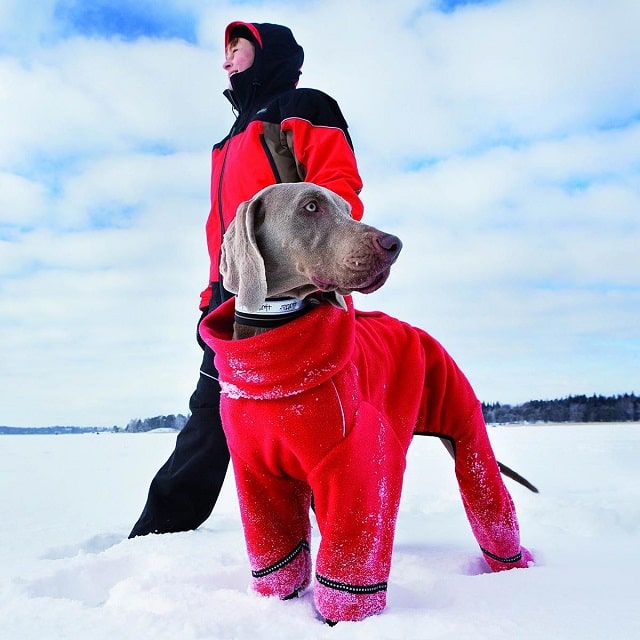Навіщо потрібний одяг для собак - фото1