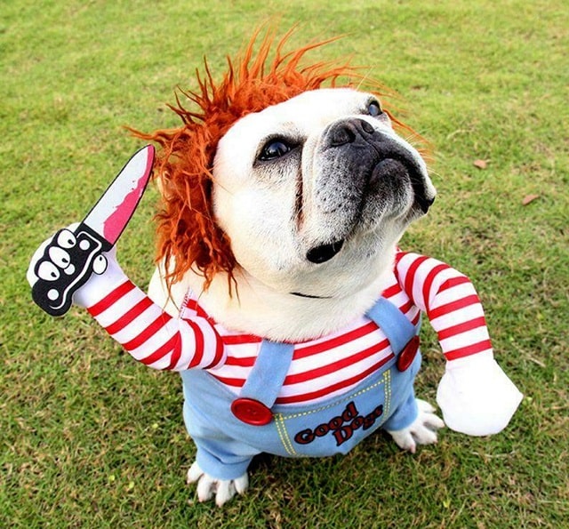 Навіщо потрібний одяг для собак - фото2