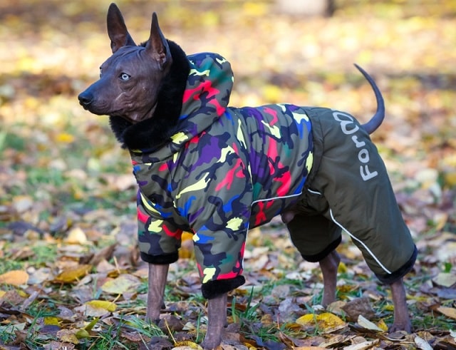Навіщо потрібний одяг для собак - фото3