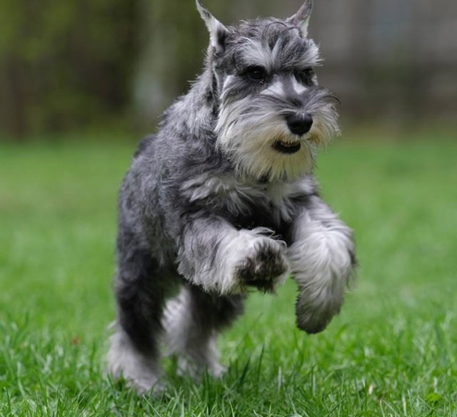 Шерсть цвергшнауцера: особенности ухода, какие могут быть проблемы - фото1