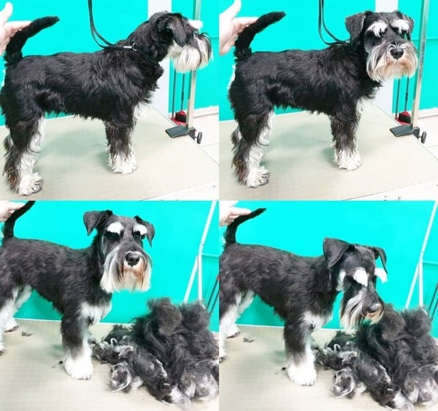 Шерсть цвергшнауцера: особенности ухода, какие могут быть проблемы - фото2