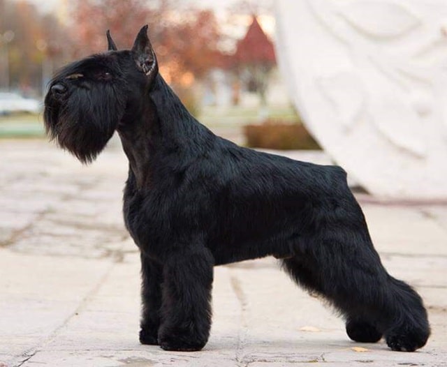 Шерсть цвергшнауцера: особенности ухода, какие могут быть проблемы - фото3