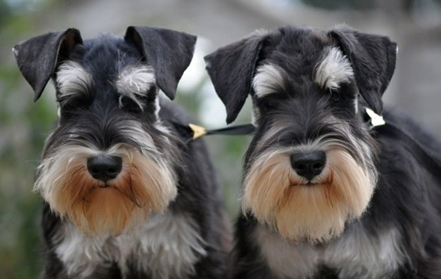 Шерсть цвергшнауцера: особенности ухода, какие могут быть проблемы - фото4