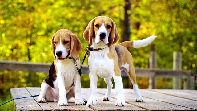 Собака породы бигль: описание, характер, плюсы и минусы - фото5 Собака породы бигль: описание, характер, плюсы и минусы - фото5