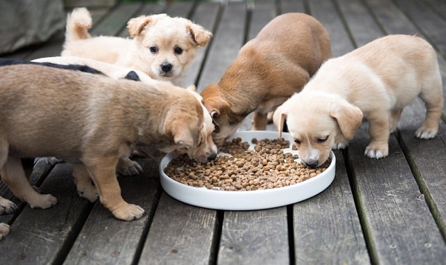 Сухой корм для собак: виды и особенности, как выбрать - фото4