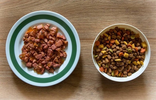 Разбираемся, какой корм лучше: сухой или влажный