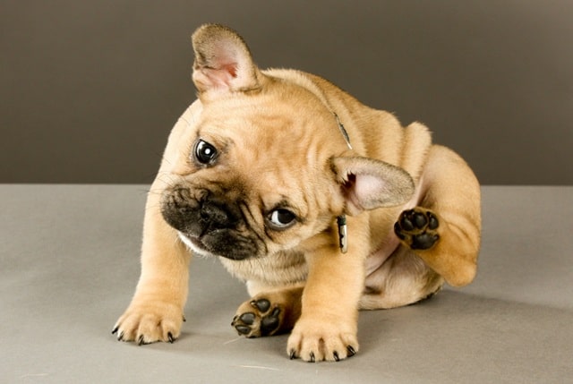 Свербіж вух у собак — завітайте до ветеринара-дерматолога - фото1 Свербіж вух у собак — завітайте до ветеринара-дерматолога - фото1