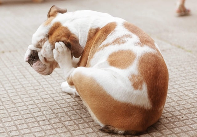 Свербіж вух у собак — завітайте до ветеринара-дерматолога - фото3 Свербіж вух у собак — завітайте до ветеринара-дерматолога - фото3