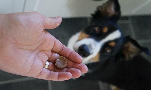 Таблетки от клещей для собак: что это такое, как работают и как выбрать - фото4