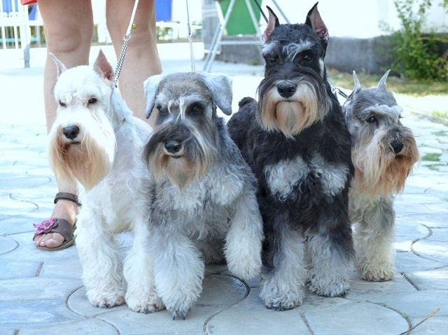 Цвергшнауцер: що за порода, особливості характеру, плюси та мінуси - фото1