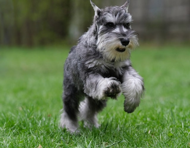 Цвергшнауцер: що за порода, особливості характеру, плюси та мінуси - фото2