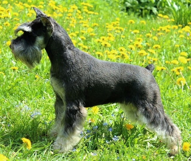 Цвергшнауцер: що за порода, особливості характеру, плюси та мінуси - фото3