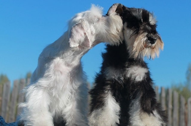 Цвергшнауцер: що за порода, особливості характеру, плюси та мінуси - фото4