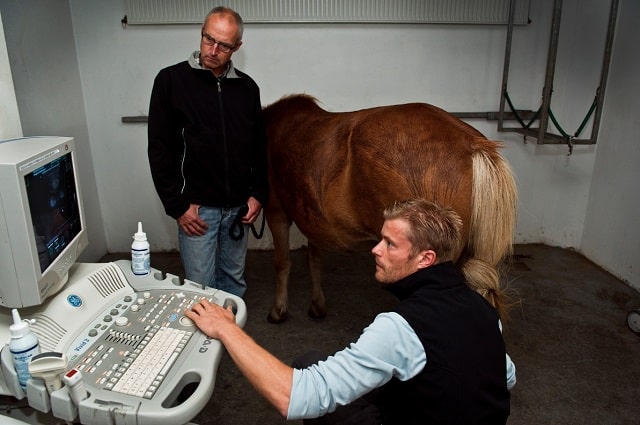 УЗИ в ветеринарии: особенности, возможности, применение - фото1 УЗИ в ветеринарии: особенности, возможности, применение - фото1