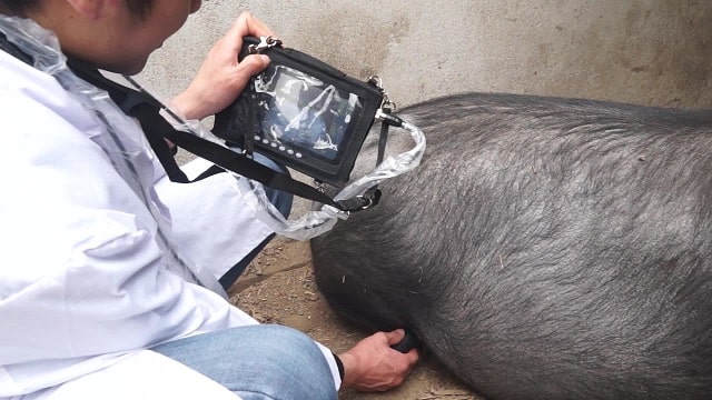 УЗИ в ветеринарии: особенности, возможности, применение - фото3 УЗИ в ветеринарии: особенности, возможности, применение - фото3