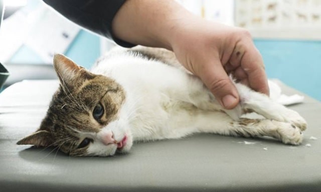 Запалення параанальних залоз у тварини: що це таке, причини, симптоми, лікування - фото1