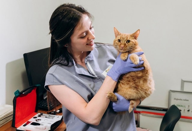 Запалення параанальних залоз у тварини: що це таке, причини, симптоми, лікування - фото2