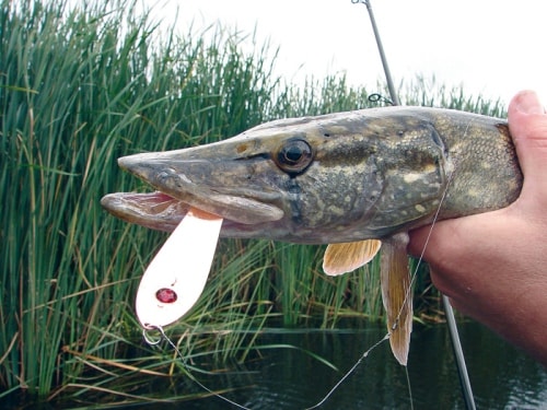 Какая блесна лучше для ловли щуки - фото 2