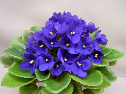 Какие цветы должны быть в доме обязательно по народным приметам - фото 2 Какие цветы должны быть в доме обязательно по народным приметам - фото 2