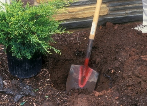 Можжевельник обыкновенный (описание, посадка и уход) - фото 3 Можжевельник обыкновенный (описание, посадка и уход) - фото 3