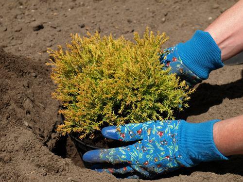 Можжевельник обыкновенный (описание, посадка и уход) - фото 4 Можжевельник обыкновенный (описание, посадка и уход) - фото 4
